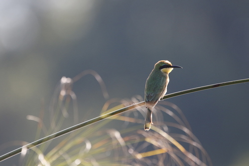 Little Bee-eater (Merops pusillus)