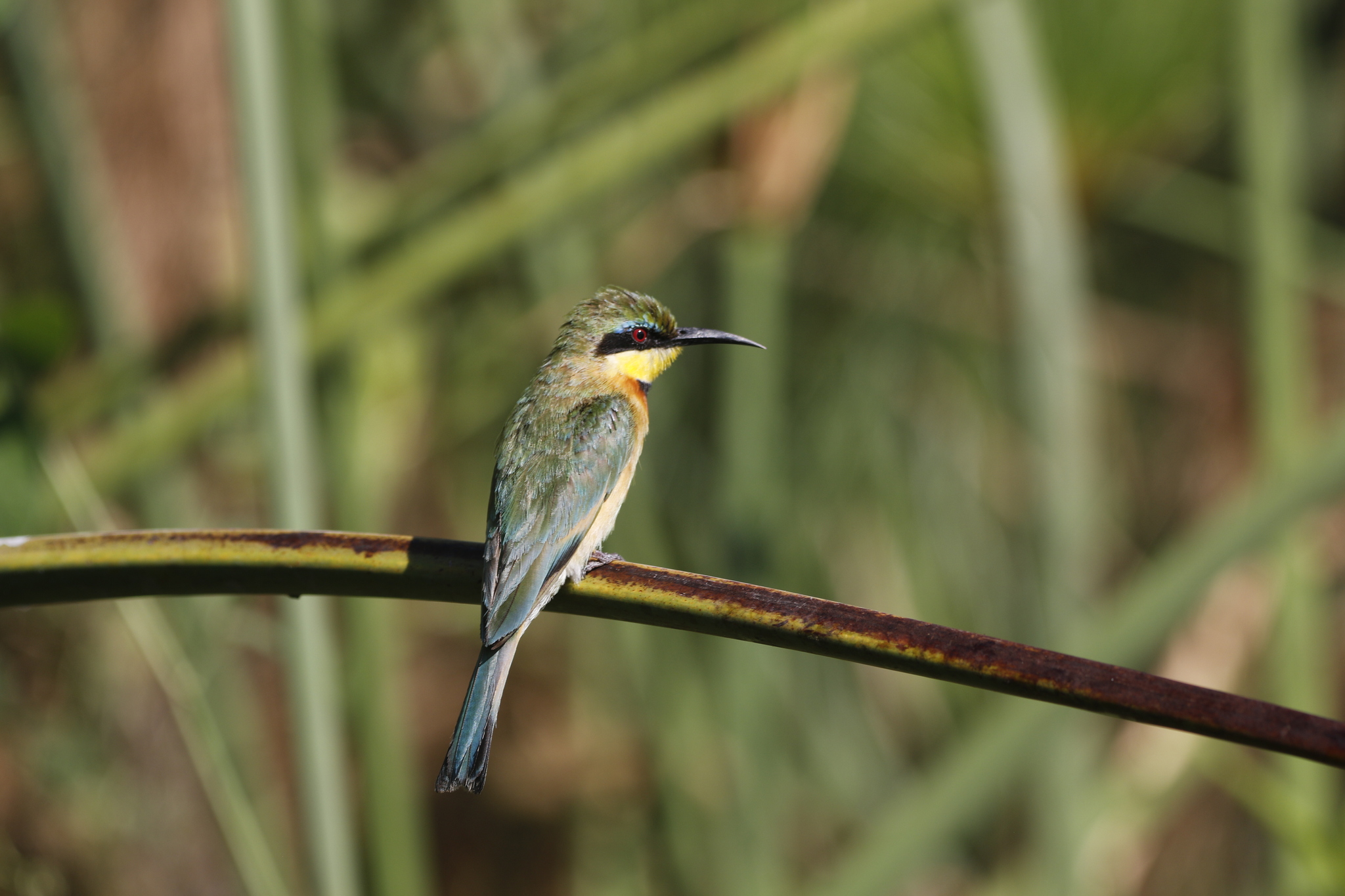 Little Bee-eater (Merops pusillus), photo 2