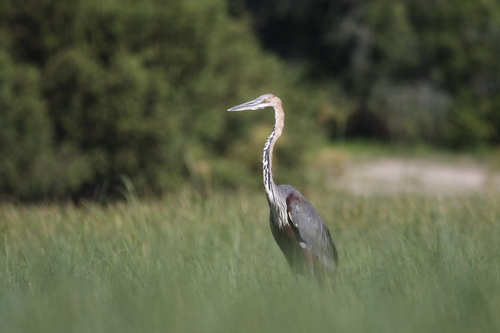 Goliath Heron (Ardea goliath)