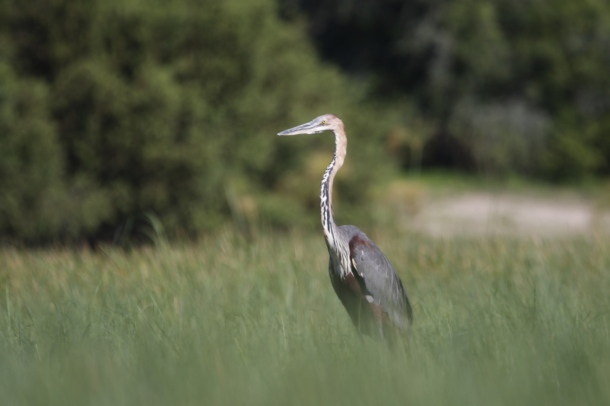 Goliath Heron (Ardea goliath), photo 1