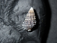 Cerithiidae