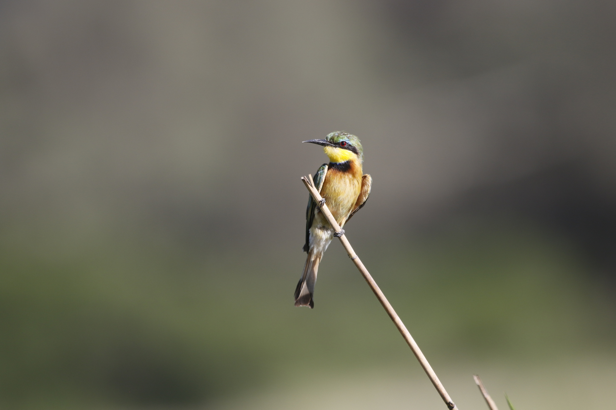 Little Bee-eater (Merops pusillus), photo 3