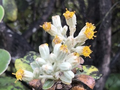 Brachyglottis rotundifolia