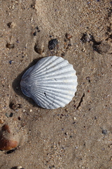 Aequipecten tehuelchus
