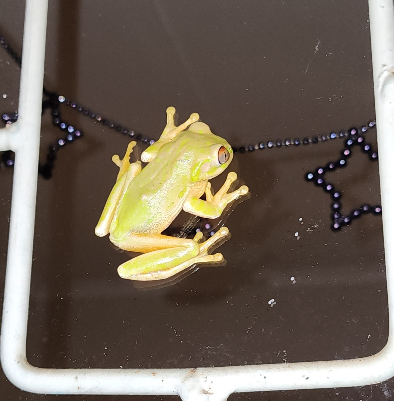 Leptopelis natalensis (Smith, 1849)