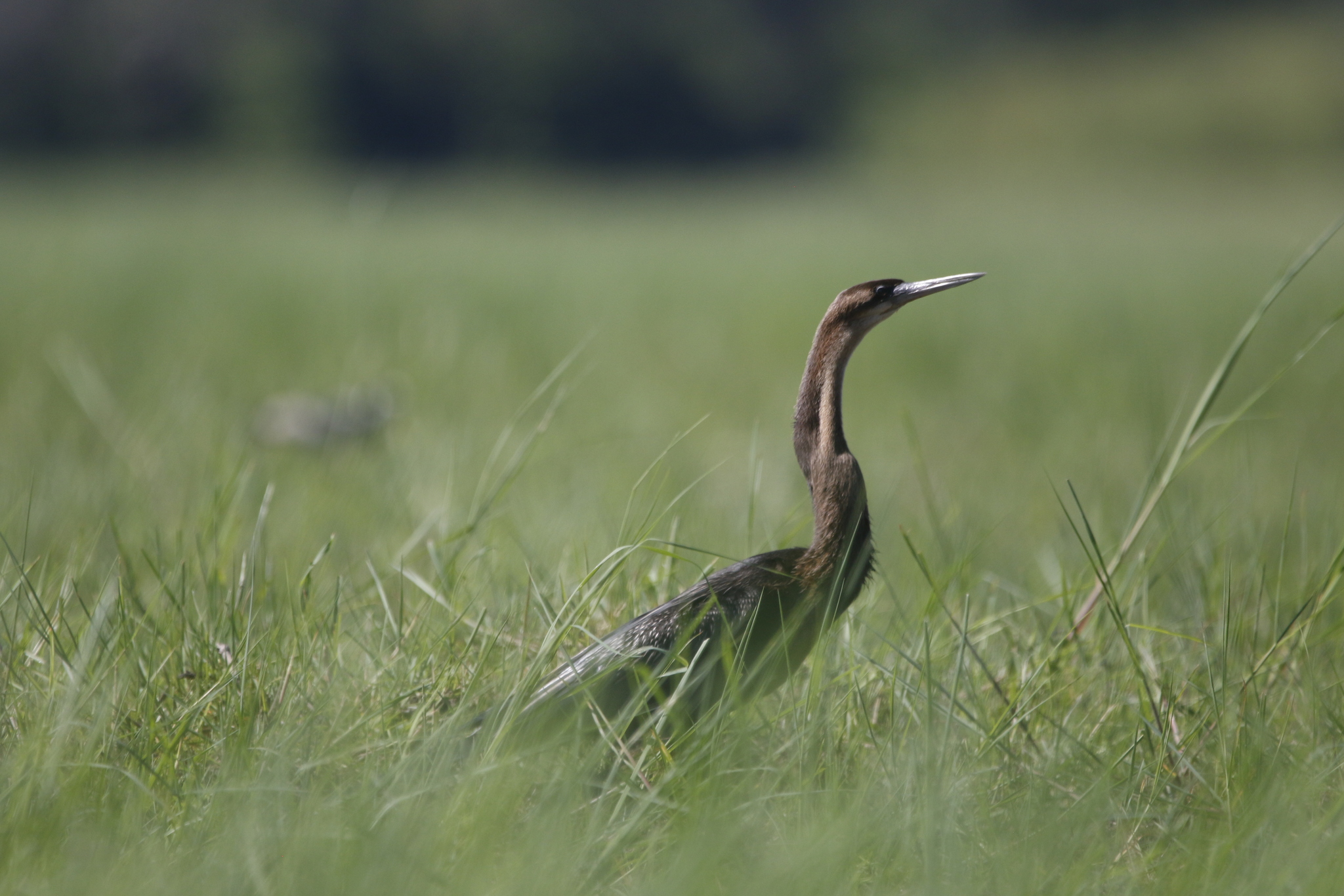 African Darter (Anhinga rufa), photo 1
