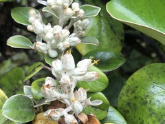 Brachyglottis rotundifolia