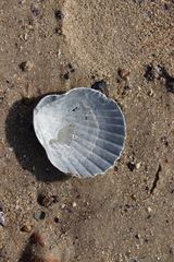Aequipecten tehuelchus