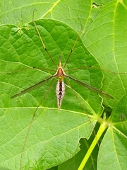 Leptotarsus albistigma