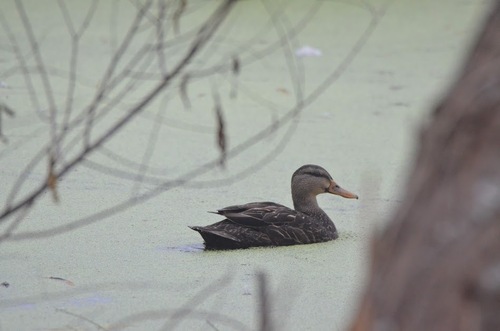 Mottled Duck (Anas fulvigula), photo 7