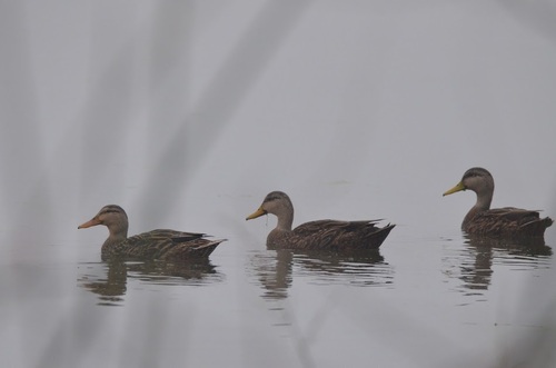 Mottled Duck (Anas fulvigula), photo 5