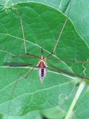 Leptotarsus albistigma