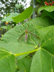 Leptotarsus albistigma