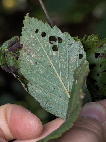 Phyllactinia alnicola observed 2025-10-19