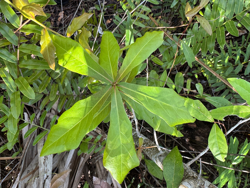 Laurel Oak (Quercus laurifolia)