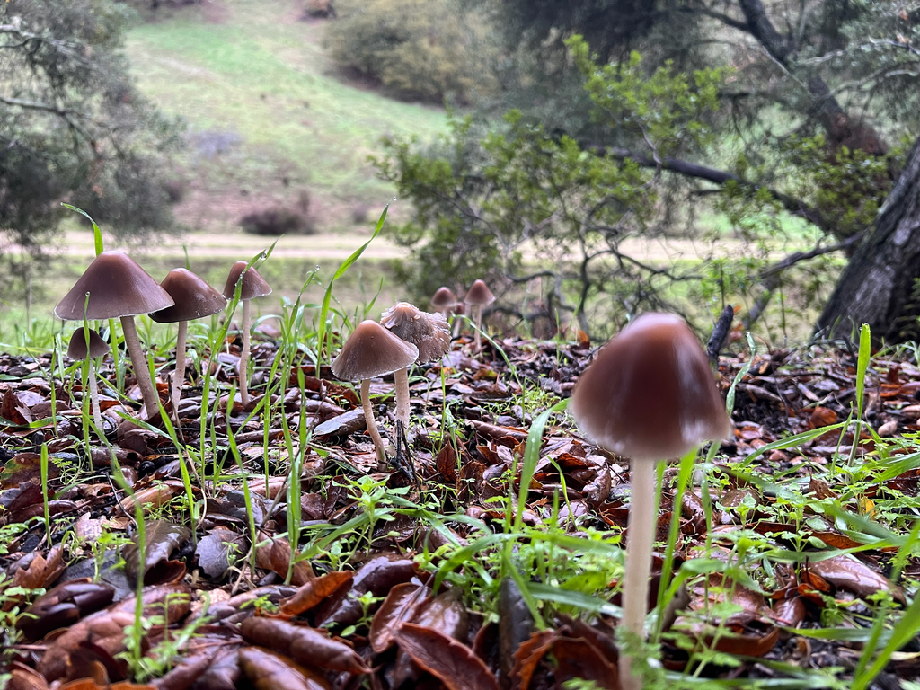 Psathyrella bipellis · January 2026 · photo: © christinerudman (iNaturalist, cc0)