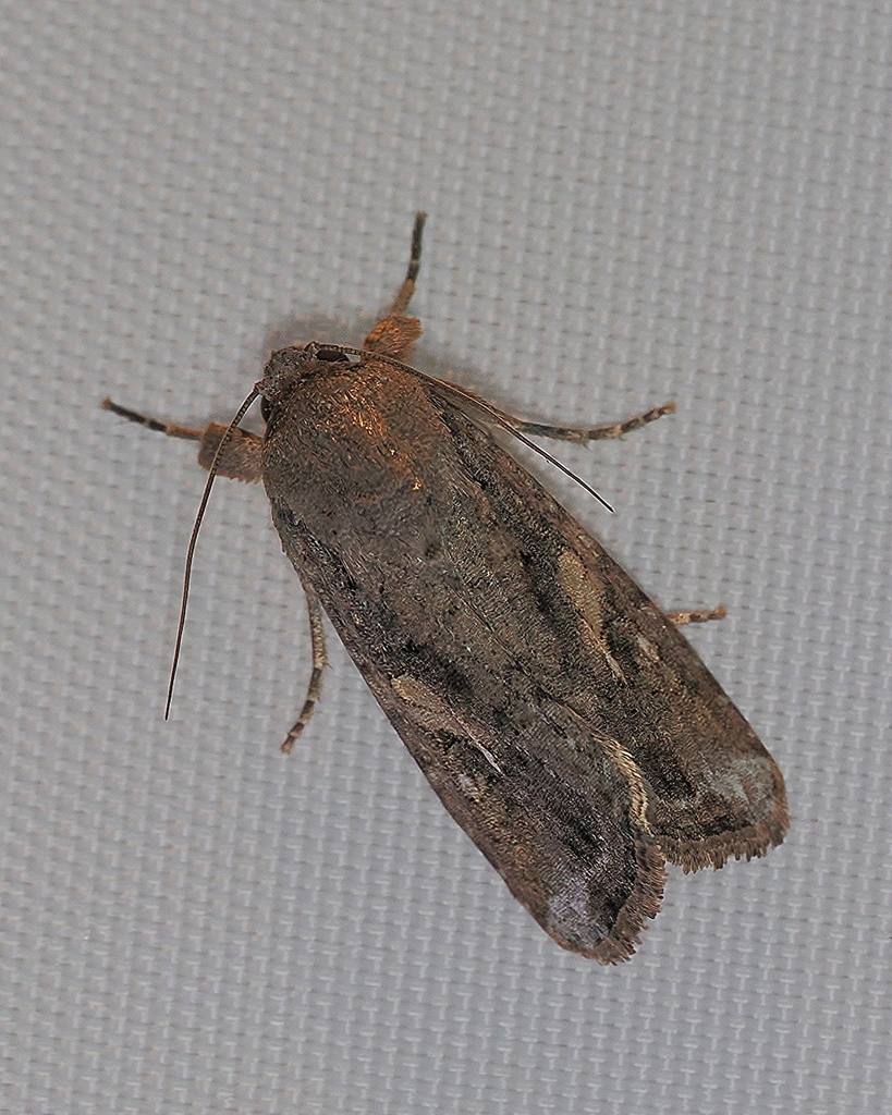 Fall Armyworm Moth from (west) Boynton Beach, FL, USA on January 4 ...