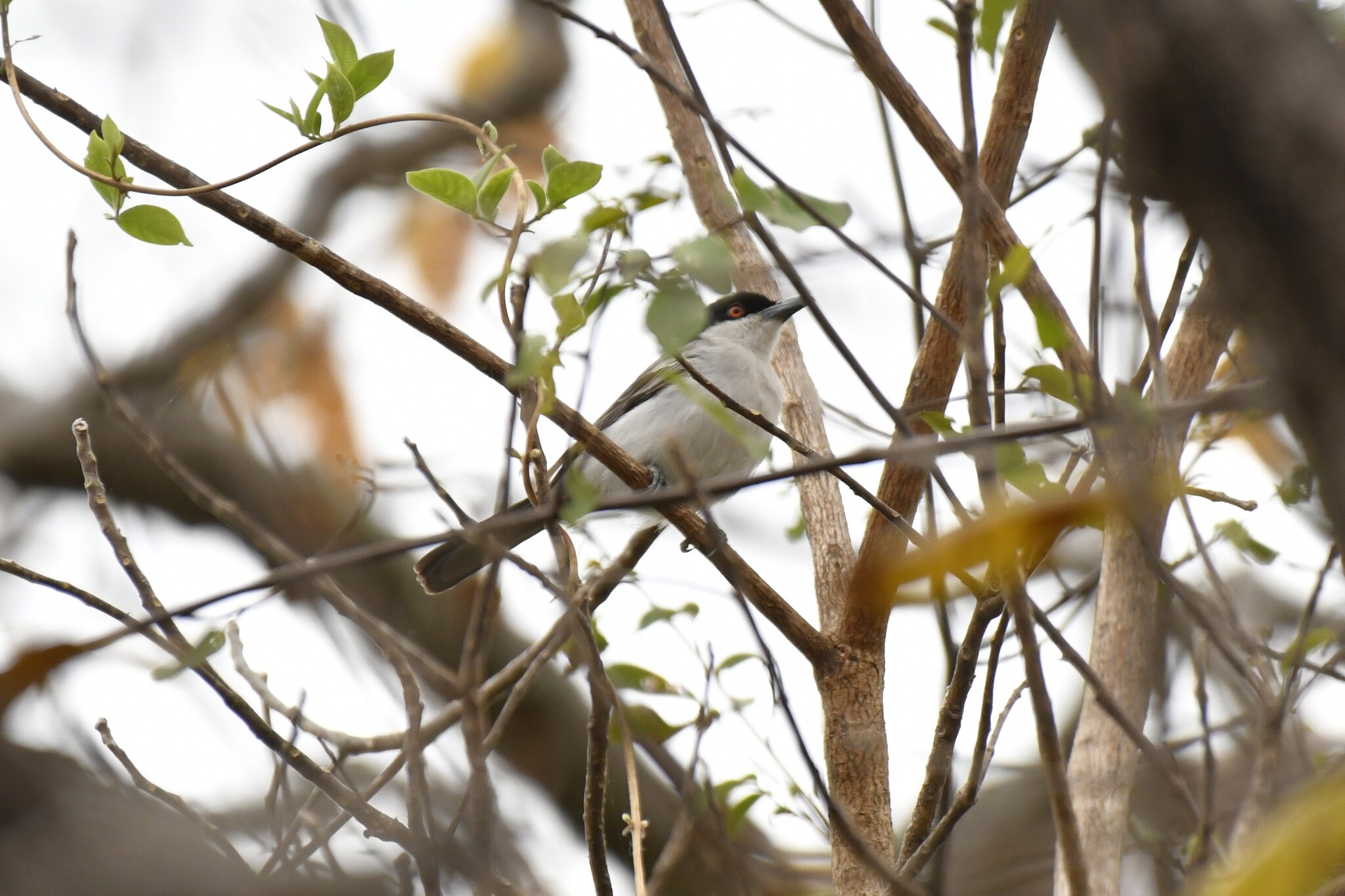 Northern Puffback (Dryoscopus gambensis), photo 8