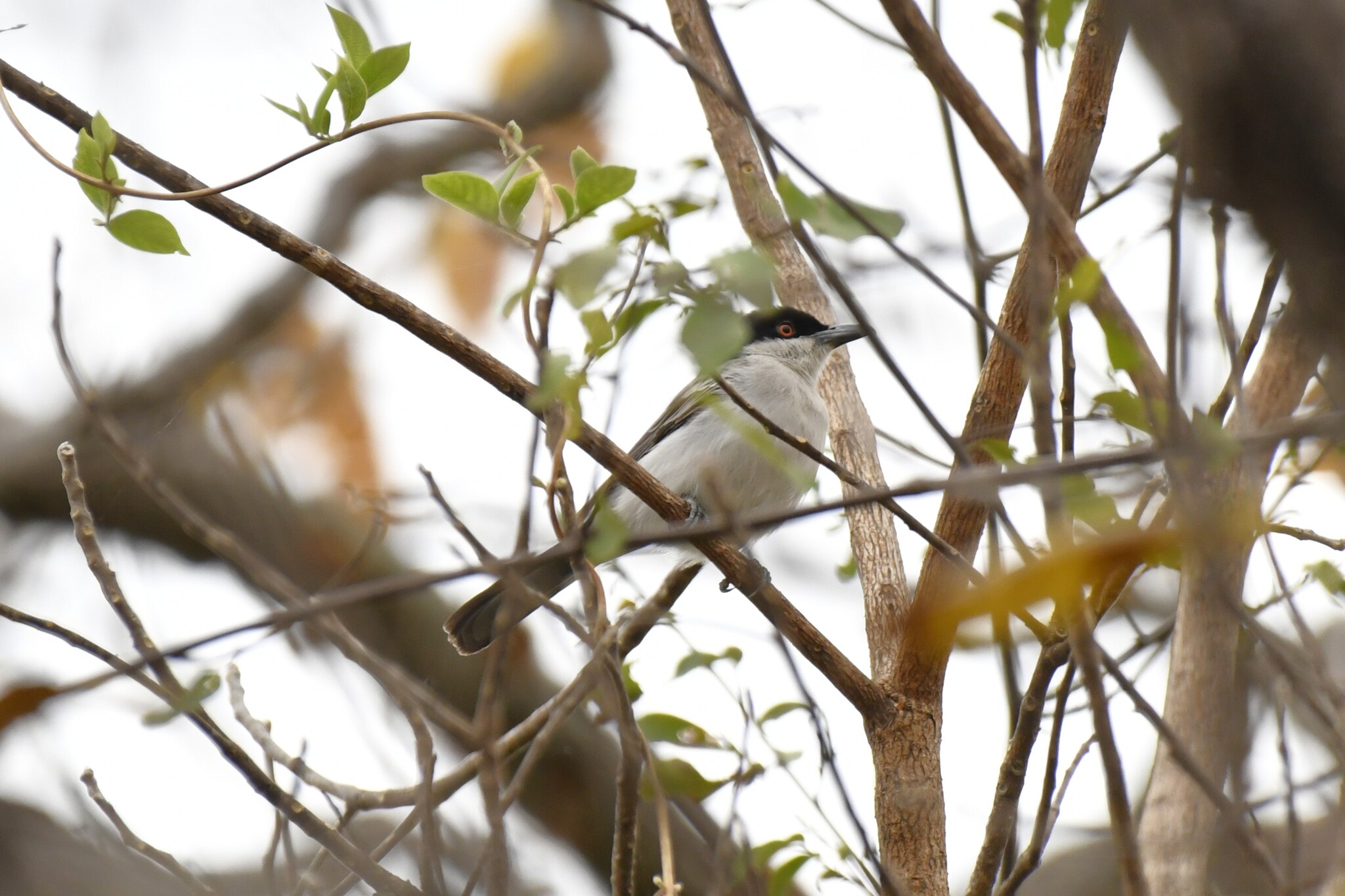 Northern Puffback (Dryoscopus gambensis), photo 9