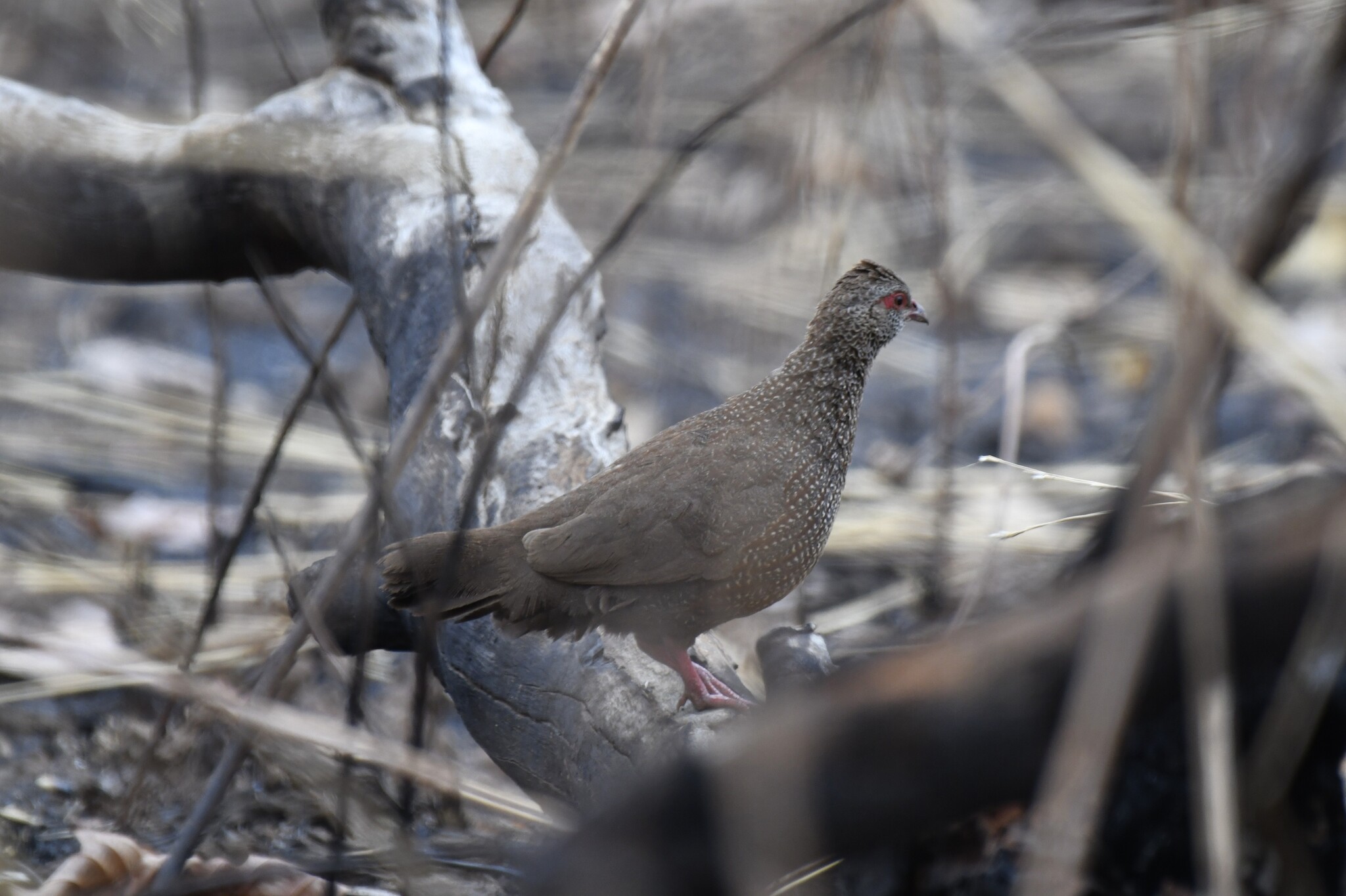 Stone Partridge (Ptilopachus petrosus), photo 10
