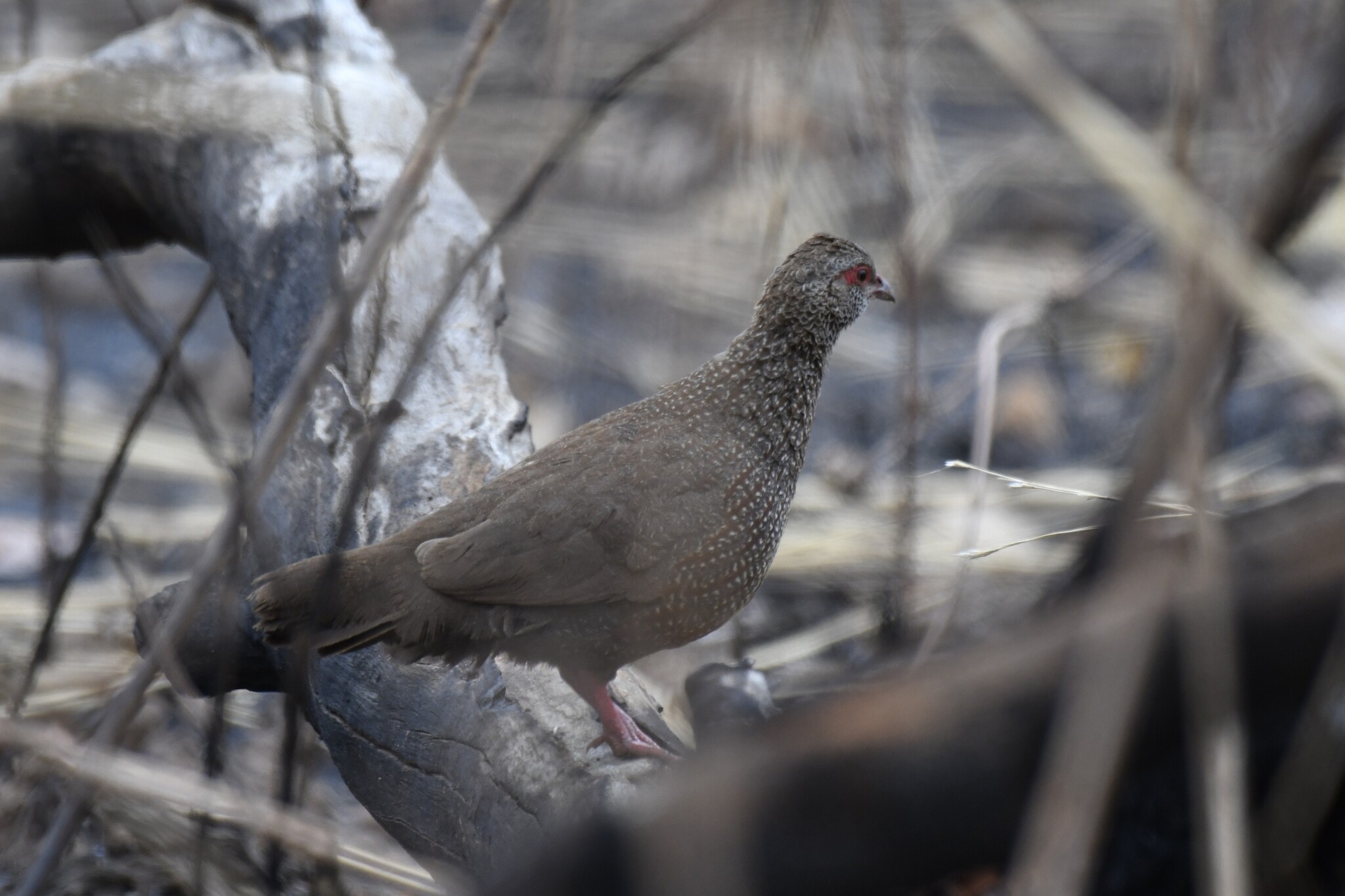 Stone Partridge (Ptilopachus petrosus), photo 9
