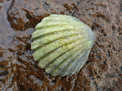 Tucetona