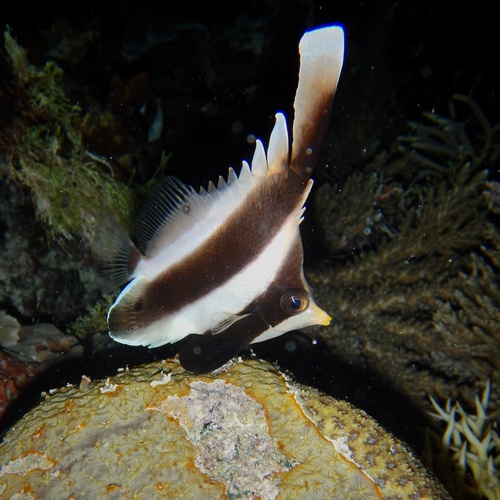 Horned bannerfish (Heniochus chrysostomus) — Chaetodontidae — 4