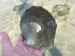 Pinctada mazatlanica