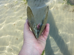 Pinctada mazatlanica