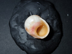 Chrysostoma paradoxum