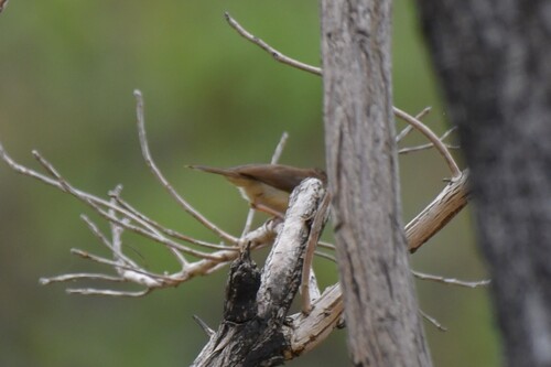 Rufous Cisticola (Cisticola rufus), photo 10