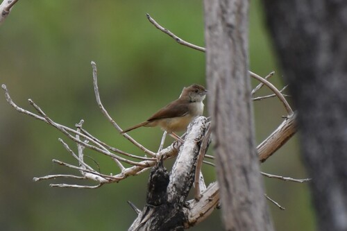 Rufous Cisticola (Cisticola rufus), photo 3