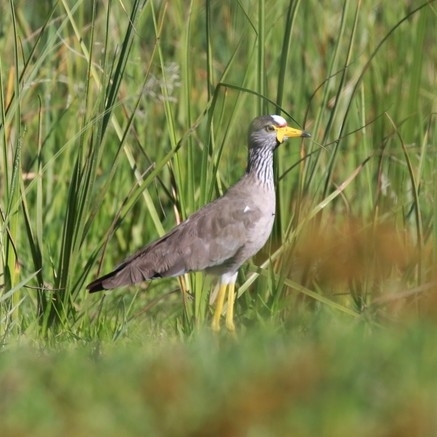 African Wattled Lapwing (Vanellus senegallus), photo 2