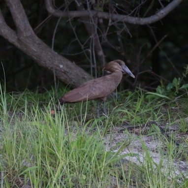 Hamerkop (Scopus umbretta), photo 2