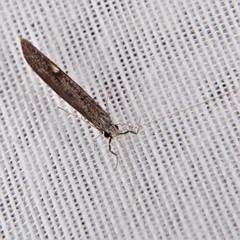 Leptocerus americanus