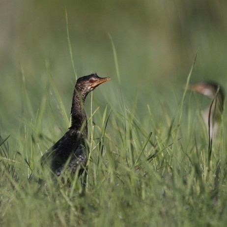 Reed Cormorant (Microcarbo africanus), photo 6