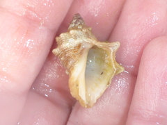 Rapaninae