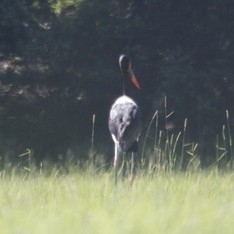 Saddle-billed Stork (Ephippiorhynchus senegalensis), photo 1