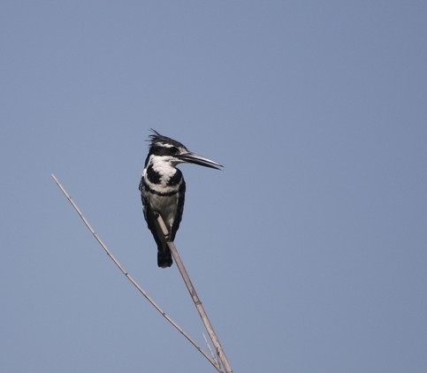 Pied Kingfisher (Ceryle rudis), photo 1