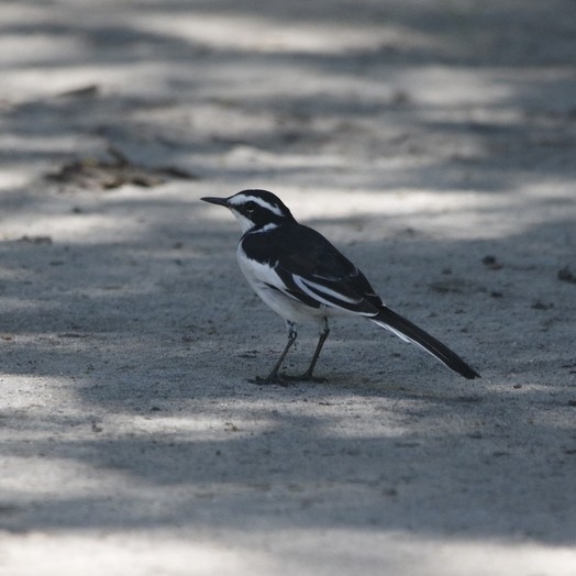 African Pied Wagtail (Motacilla aguimp), photo 3
