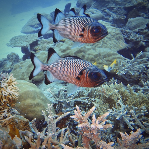 Blackfin soldierfish (Myripristis adusta) — Holocentridae — 5