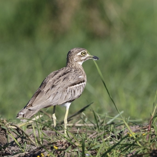 Water Thick-knee (Burhinus vermiculatus)