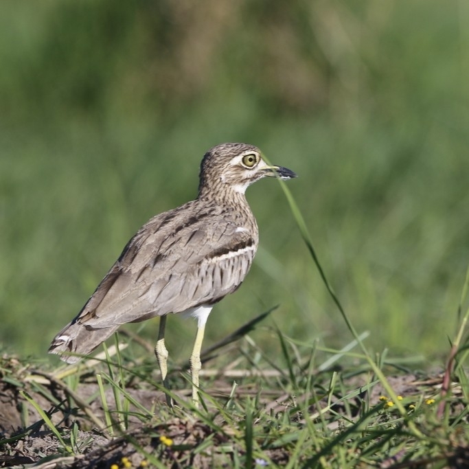 Water Thick-knee (Burhinus vermiculatus), photo 1