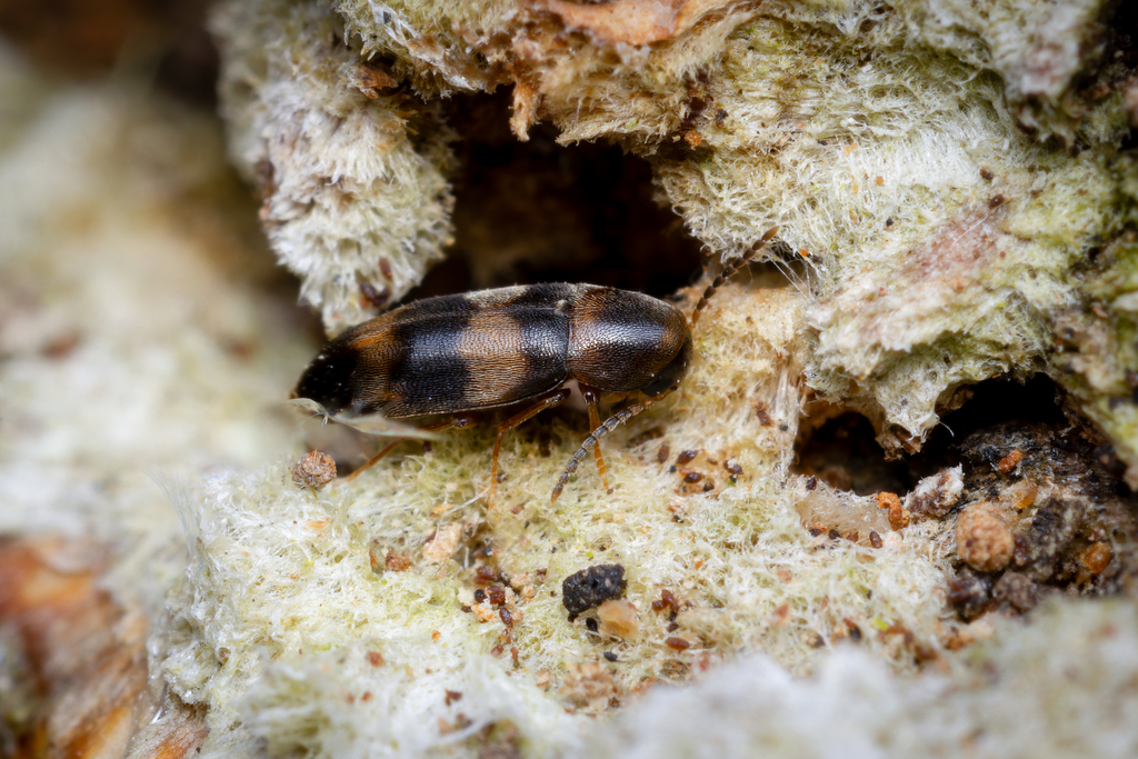 Abdera quadrifasciata