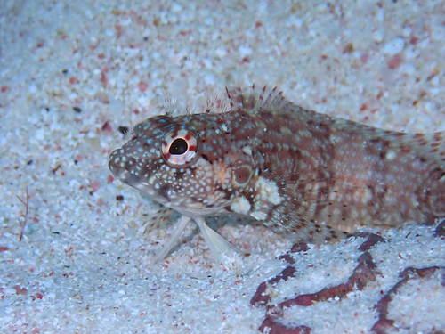 Hairy blenny (Labrisomus nuchipinnis) — Labrisomidae