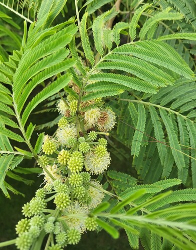 Leucaena pulverulenta (Leucaena pulverulenta)