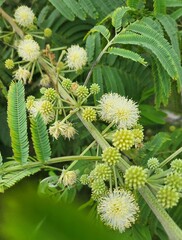 (c) Nicole, some rights reserved (CC BY) Leucaena pulverulenta, photograph (c) Nicole, some rights reserved (CC BY)