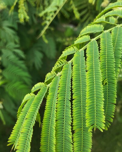 Leucaena pulverulenta, photograph 6