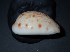 Lyncina lynx