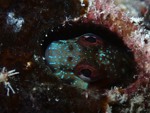 Seaweed blenny (Parablennius marmoreus) — Blenniidae — 5